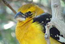 Yellow bird at Desert Museum
